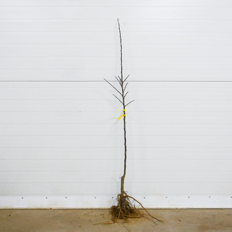 Jabłoń Typu Pirross