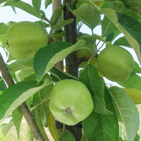 Jabłoń kolumnowa Garden Fountain START PACK