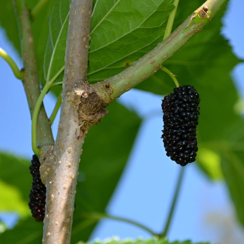 Morwa czarna Plant Pack