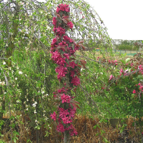 Jabłoń kolumnowa Maypole Balerina w doniczce