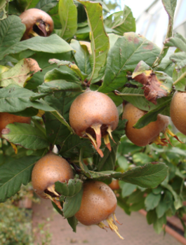 Nieszpułka jadalna Nottingham