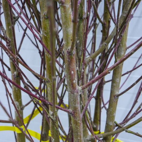 Brzoskwinia Inka Samopylna Start Pack