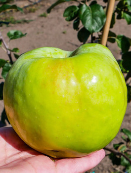 Jabłoń Antonówka Biała Śmietankowa Półtorafuntowa START PACK