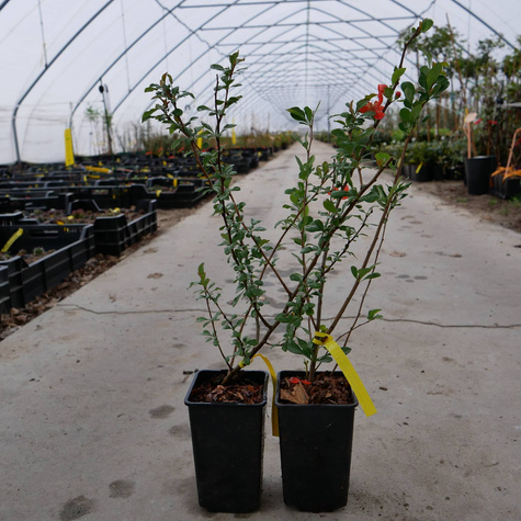 Pigwowiec japoński Chaenomeles japonica