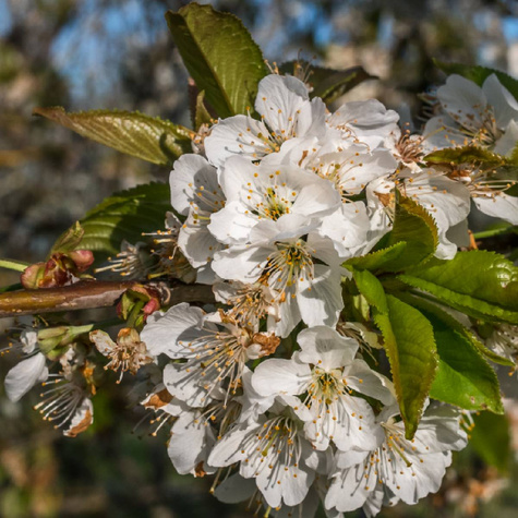 Czereśnia SAMOPŁODNA Lapins w doniczce (C2)