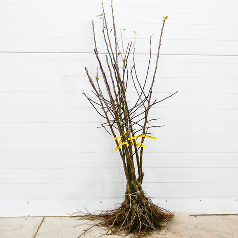 Jabłoń Fantazja START PACK