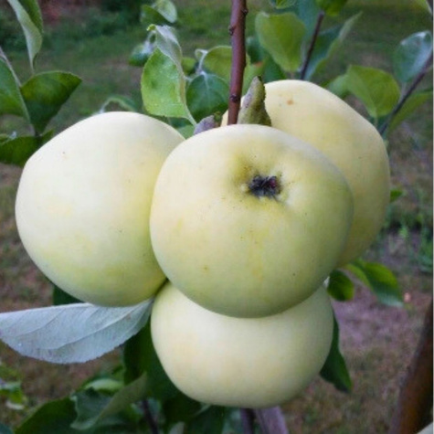 Jabłoń Papierówka Staropolska START PACK