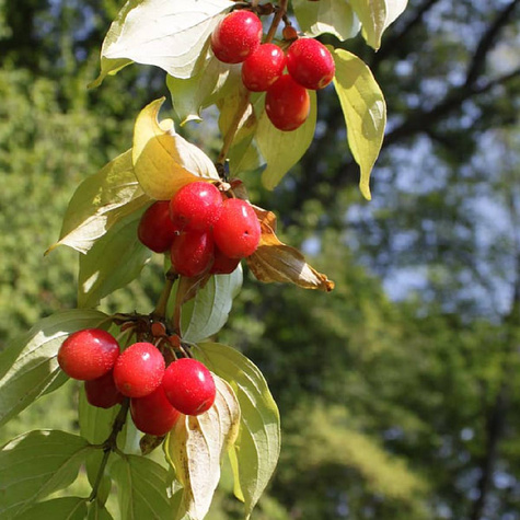Dereń jadalny Cornus mas w doniczce (P9)