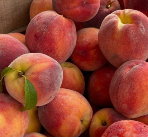 Brzoskwinia Modrinka Start Pack