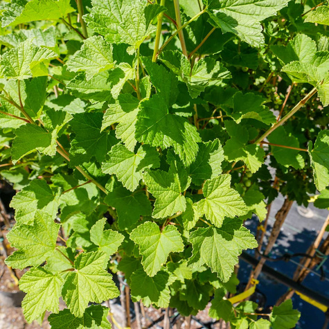 Porzeczka różowa na pniu w balocie