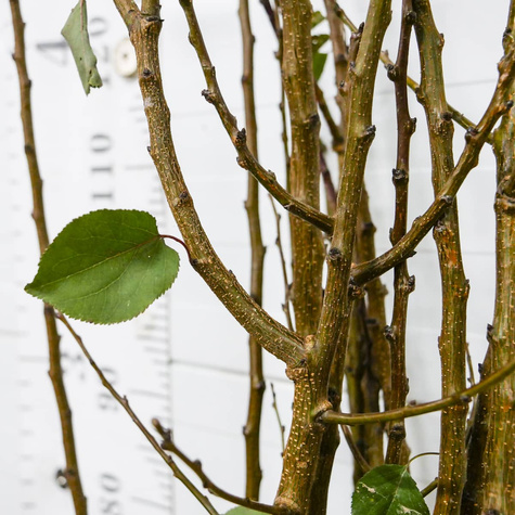 Morela Lescora START PACK