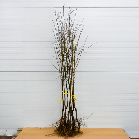 Śliwa japońska Shiro START PACK