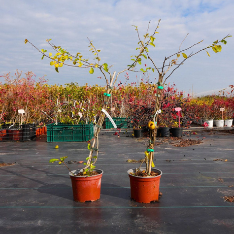 Pigwowiec japoński Cido w doniczce