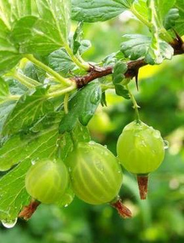 Agrest biały Puszkinskij w doniczce