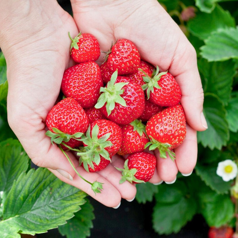 Truskawka Dukat średnio wczesna FRIGO