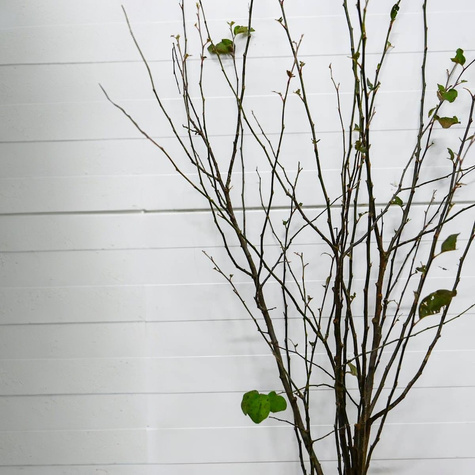 Podkładka Gruszy - Pigwa S1 Półkarłowa Plant Pack