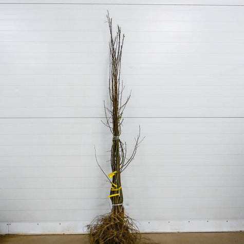 Śliwa Mirabelka z Nancy START PACK