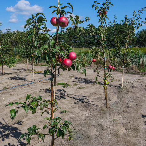 Jabłoń Red Jonaprince w doniczce C2