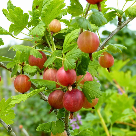 Agrest czerwony Revena na pniu START PACK