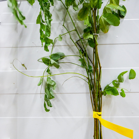 Grochodrzew Akacja Robinia pseudoakcja Plant Pack