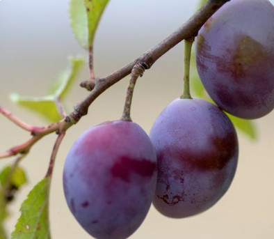 Śliwa typu Toped Plus wczesna duża START PACK