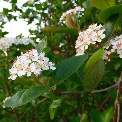 Aronia Czarnoowocowa Owoc Długowieczności i Antyoksydant Plant Pack