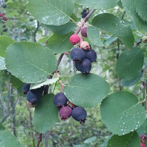 Świdośliwa olcholistna Mandam
