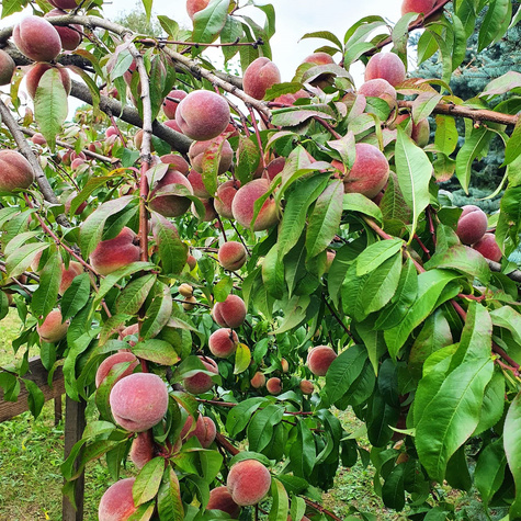 Brzoskwinia Royal Glory Start Pack