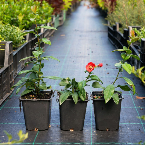 Pigwowiec okazały Nivalis Ozdobny Obronny na Nalewki