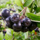 Aronia czarnoowocowa Hugin(C2)