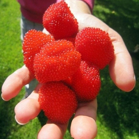 Malinotruskawka w doniczce