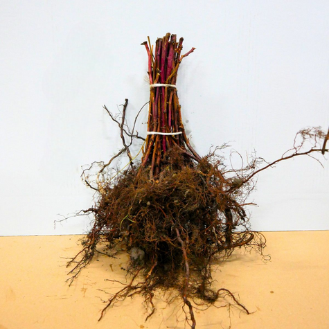 Malina zółta START PACK