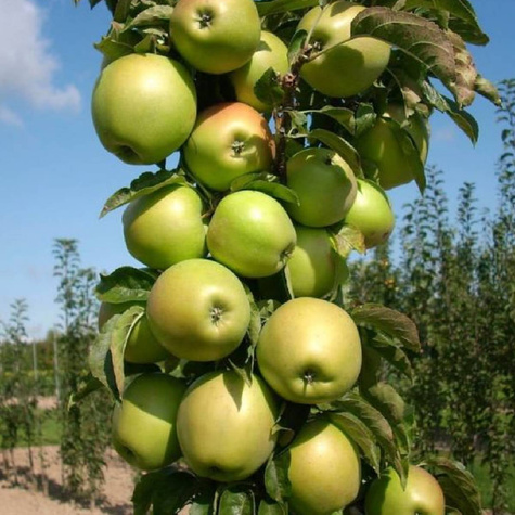 Jabłoń kolumnowa Moon Light START PACK