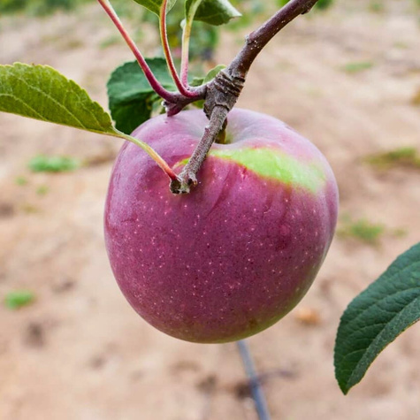 Jabłoń Liberty Parchoodporna