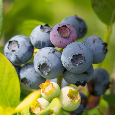 Borówka amerykańska TORO średniowczesna (C2)