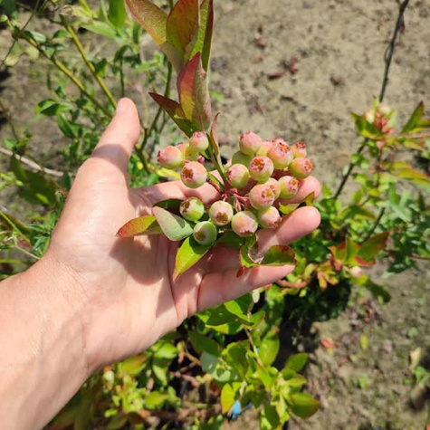 Borówka amerykańska Pink Lemonade karłowa na balkon