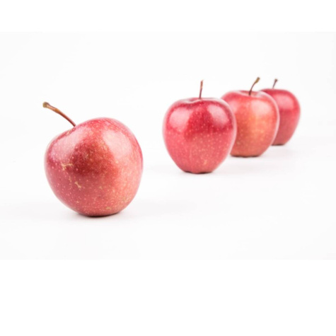 Jabłoń Red Jonaprince w doniczce C2