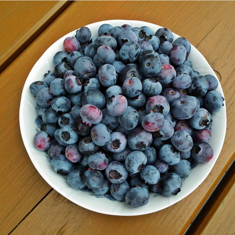 Borówka amerykańska TORO średniowczesna (C2)