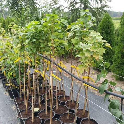 Porzeczka czarna Or na pniu w doniczce