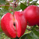 Jabłoń typu Red Loove czerwony miąższ START PACK