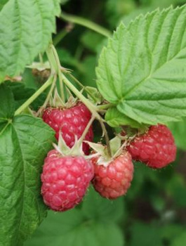 Malina jesienna  Polana w doniczce