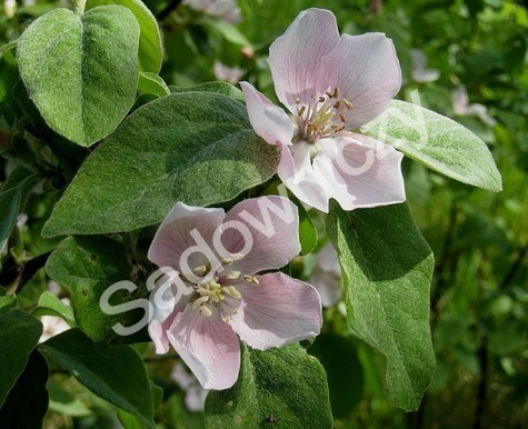 Pigwa jabłkowa Laskowicka w doniczce (C2)