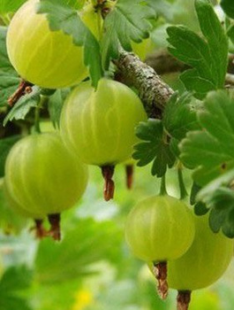 Agrest biały krzaczasty w doniczce