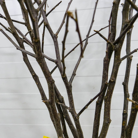 Jabłoń Reneta Muszkatowa START PACK