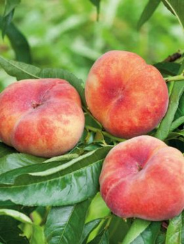 Brzoskwinia płaskoowocowa typu Galaxy duże owoce