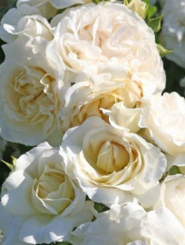 Róża rabatowa Kosmos kremowobiała