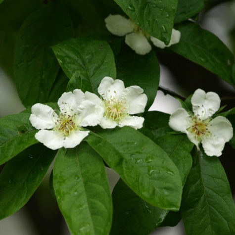Nieszpułka zwyczajna balot