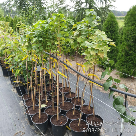 Porzeczka czarna Titania na pniu w doniczce