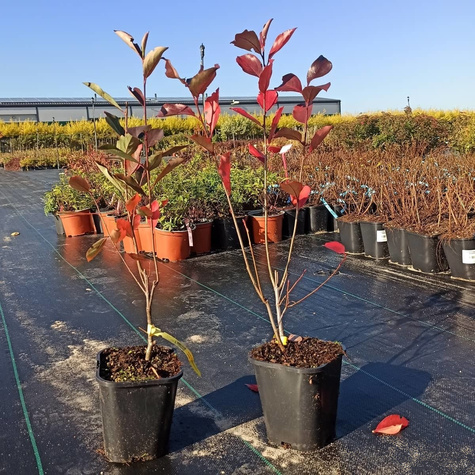 Aronia czarnoowocowa Hugin(C2)