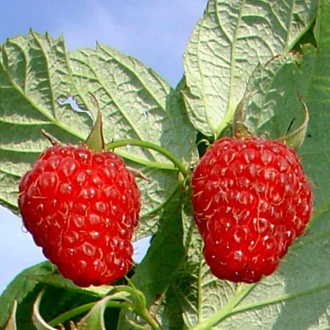 Malina jesienna Polana w doniczce